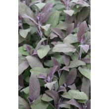 Шавлія лікарська Пурпуресценс | Salvia officinalis Purpurascens | Шалфей лекарственный Пурпуресценс