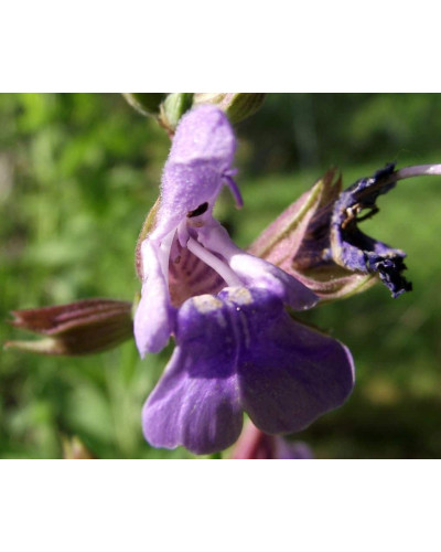 Шавлія лікарська Пурпуресценс | Salvia officinalis Purpurascens | Шалфей лекарственный Пурпуресценс