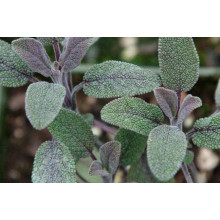 Шавлія лікарська Пурпуресценс | Salvia officinalis Purpurascens | Шалфей лекарственный Пурпуресценс
