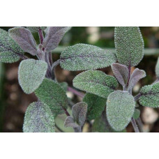 Шавлія лікарська Пурпуресценс | Salvia officinalis Purpurascens | Шалфей лекарственный Пурпуресценс