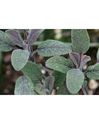 Шавлія лікарська Пурпуресценс | Salvia officinalis Purpurascens | Шалфей лекарственный Пурпуресценс