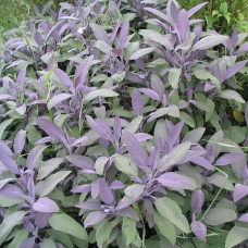 Шавлія лікарська Пурпуресценс | Salvia officinalis Purpurascens | Шалфей лекарственный Пурпуресценс