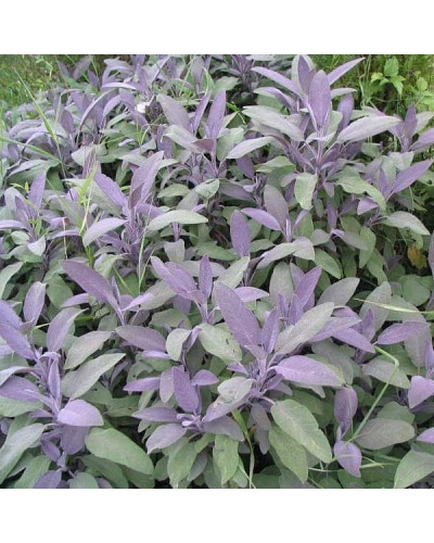 Шавлія лікарська Пурпуресценс | Salvia officinalis Purpurascens | Шалфей лекарственный Пурпуресценс