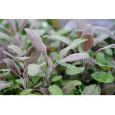Шавлія лікарська Пурпуресценс | Salvia officinalis Purpurascens | Шалфей лекарственный Пурпуресценс