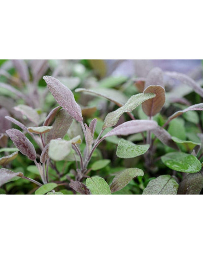 Шавлія лікарська Пурпуресценс | Salvia officinalis Purpurascens | Шалфей лекарственный Пурпуресценс