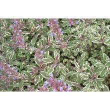 Шавлія лікарська Триколор | Salvia officinalis Tricolor | Шалфей лекарственный Триколор