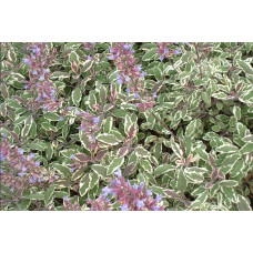 Шавлія лікарська Триколор | Salvia officinalis Tricolor | Шалфей лекарственный Триколор
