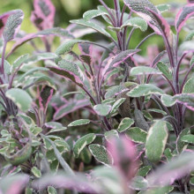 Шавлія лікарська Триколор | Salvia officinalis Tricolor | Шалфей лекарственный Триколор