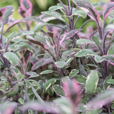 Шавлія лікарська Триколор | Salvia officinalis Tricolor | Шалфей лекарственный Триколор