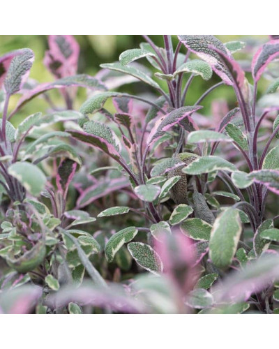Шавлія лікарська Триколор | Salvia officinalis Tricolor | Шалфей лекарственный Триколор