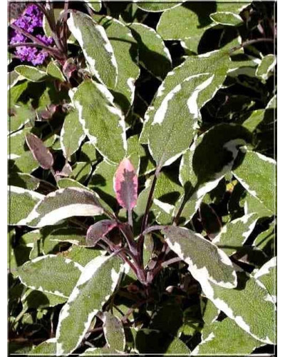 Шавлія лікарська Триколор | Salvia officinalis Tricolor | Шалфей лекарственный Триколор