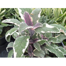 Шавлія лікарська Триколор | Salvia officinalis Tricolor | Шалфей лекарственный Триколор