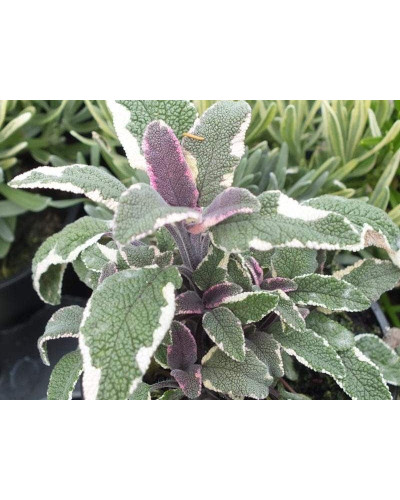 Шавлія лікарська Триколор | Salvia officinalis Tricolor | Шалфей лекарственный Триколор