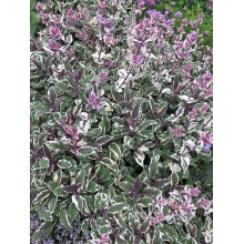 Шавлія лікарська Триколор | Salvia officinalis Tricolor | Шалфей лекарственный Триколор