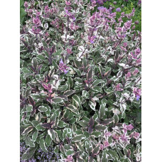 Шавлія лікарська Триколор | Salvia officinalis Tricolor | Шалфей лекарственный Триколор