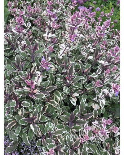 Шавлія лікарська Триколор | Salvia officinalis Tricolor | Шалфей лекарственный Триколор