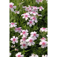 Флокс шилоподібний Корал Айз | Phlox subulata Coral Eye | Флокс шиловидный Корал Айз