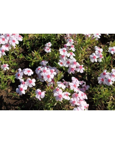 Флокс шилоподібний Корал Айз | Phlox subulata Coral Eye | Флокс шиловидный Корал Айз