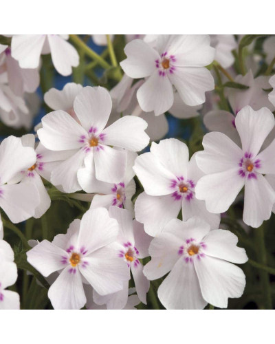 Флокс шилоподібний Корал Айз | Phlox subulata Coral Eye | Флокс шиловидный Корал Айз