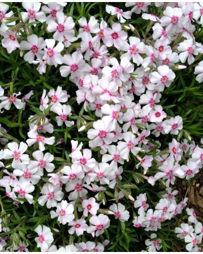 Флокс шилоподібний Корал Айз | Phlox subulata Coral Eye | Флокс шиловидный Корал Айз