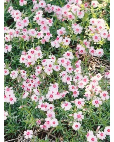 Флокс шилоподібний Корал Айз | Phlox subulata Coral Eye | Флокс шиловидный Корал Айз