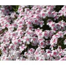 Флокс шилоподібний Корал Айз | Phlox subulata Coral Eye | Флокс шиловидный Корал Айз