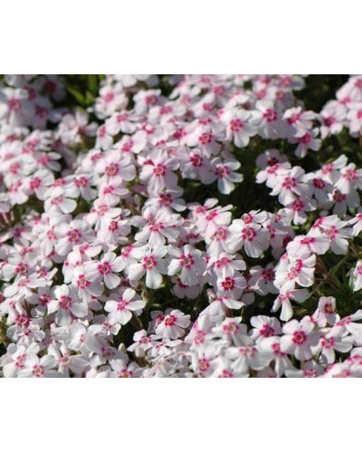 Флокс шилоподібний Корал Айз | Phlox subulata Coral Eye | Флокс шиловидный Корал Айз