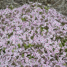Флокс шилоподібний Корал Айз | Phlox subulata Coral Eye | Флокс шиловидный Корал Айз