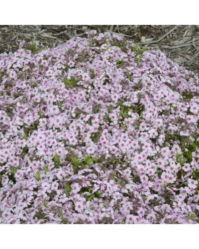 Флокс шилоподібний Корал Айз | Phlox subulata Coral Eye | Флокс шиловидный Корал Айз