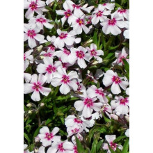 Флокс шилоподібний Корал Айз | Phlox subulata Coral Eye | Флокс шиловидный Корал Айз