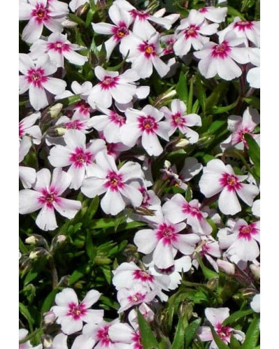 Флокс шилоподібний Корал Айз | Phlox subulata Coral Eye | Флокс шиловидный Корал Айз