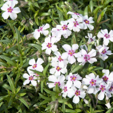 Флокс шилоподібний Корал Айз | Phlox subulata Coral Eye | Флокс шиловидный Корал Айз