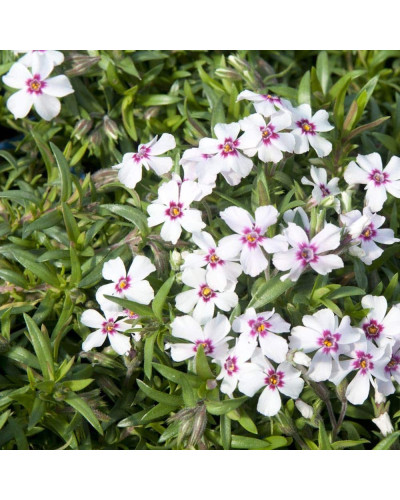 Флокс шилоподібний Корал Айз | Phlox subulata Coral Eye | Флокс шиловидный Корал Айз
