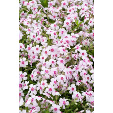 Флокс шилоподібний Корал Айз | Phlox subulata Coral Eye | Флокс шиловидный Корал Айз