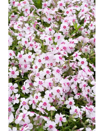 Флокс шилоподібний Корал Айз | Phlox subulata Coral Eye | Флокс шиловидный Корал Айз