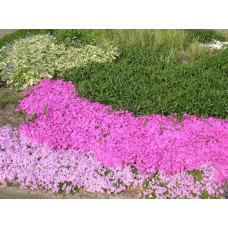 Флокс шилоподібний Корал Айз | Phlox subulata Coral Eye | Флокс шиловидный Корал Айз
