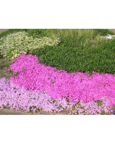 Флокс шилоподібний Корал Айз | Phlox subulata Coral Eye | Флокс шиловидный Корал Айз
