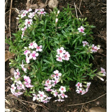 Флокс шилоподібний Корал Айз | Phlox subulata Coral Eye | Флокс шиловидный Корал Айз