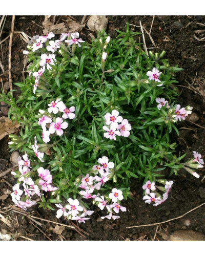 Флокс шилоподібний Корал Айз | Phlox subulata Coral Eye | Флокс шиловидный Корал Айз