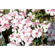 Флокс шилоподібний Корал Айз | Phlox subulata Coral Eye | Флокс шиловидный Корал Айз