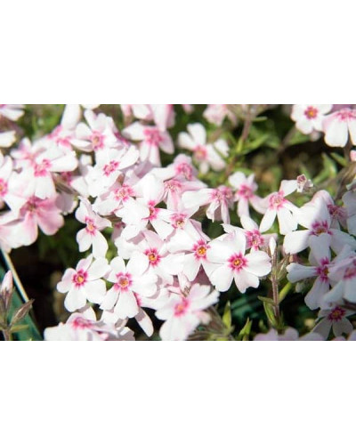 Флокс шилоподібний Корал Айз | Phlox subulata Coral Eye | Флокс шиловидный Корал Айз