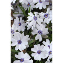 Флокс шилоподібний Баварія | Phlox subulata Bavaria | Флокс шиловидный Бавария