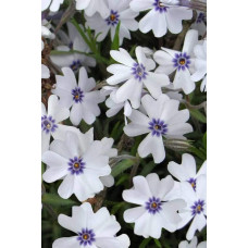 Флокс шилоподібний Баварія | Phlox subulata Bavaria | Флокс шиловидный Бавария