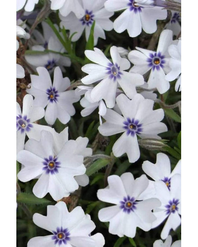 Флокс шилоподібний Баварія | Phlox subulata Bavaria | Флокс шиловидный Бавария
