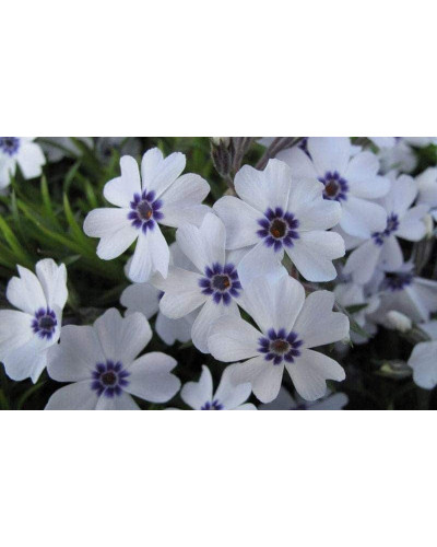 Флокс шилоподібний Баварія | Phlox subulata Bavaria | Флокс шиловидный Бавария