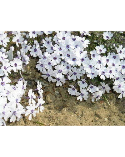 Флокс шилоподібний Баварія | Phlox subulata Bavaria | Флокс шиловидный Бавария