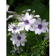 Флокс шилоподібний Баварія | Phlox subulata Bavaria | Флокс шиловидный Бавария