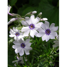 Флокс шилоподібний Баварія | Phlox subulata Bavaria | Флокс шиловидный Бавария