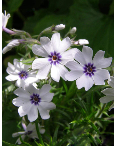 Флокс шилоподібний Баварія | Phlox subulata Bavaria | Флокс шиловидный Бавария