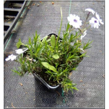 Флокс шилоподібний Баварія | Phlox subulata Bavaria | Флокс шиловидный Бавария
